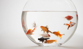 家里养的金鱼为什么不能繁殖 为什么自己养的金鱼不繁殖