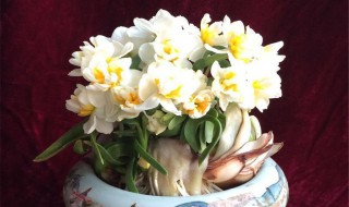 水仙花土培的养殖方法是什么 水仙花土培的养殖方法和注意事项