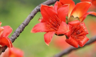 盆栽木棉花怎么浇水（木棉花几天浇一次水）