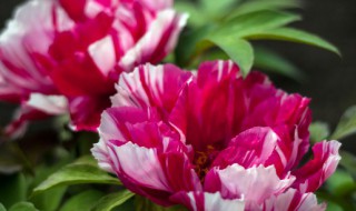 盆栽牡丹冬天浇水吗（冬天栽牡丹怎样浇水）