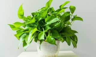 盆栽绿萝怎么浇水好 盆栽绿萝如何浇水