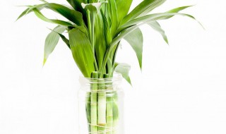 富贵竹水养怎么换土养 养富贵竹的水需要换吗