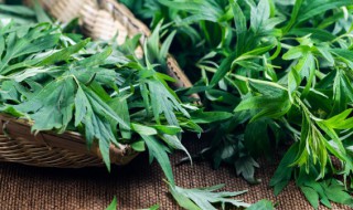 蚊子怕艾草的味道吗（艾草的气味能驱蚊吗）