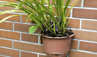 家庭兰花的养殖方法（家庭兰花怎么养殖方法）