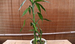 雨水养富贵竹好吗（用雨水养富贵竹好吗）