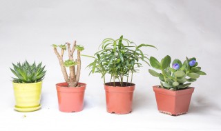 家庭养花用什么肥 家庭养花用什么肥浇水