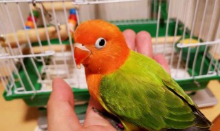 红嘴鹦鹉怎么养（红嘴鹦鹉好养吗）