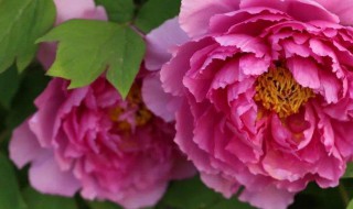 芍药花好养吗 盆栽芍药花好养吗