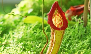 瓶子草与猪笼草的区别（土瓶草和猪笼草有什么区别）