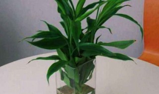 富贵竹养多久开花 富贵竹养多长时间开花