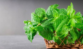 薄荷长虫子怎么办 薄荷长虫子了