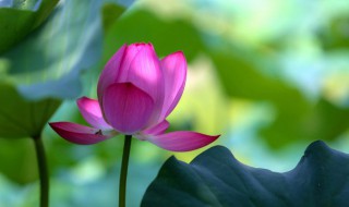 家庭荷花的养殖方法 家庭荷花种植方法