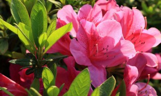 如何才能让杜鹃开花（怎么才能让杜鹃花开的更好）