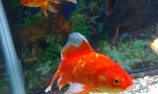 鸿运当头观赏鱼如何饲养（鸿运当头观赏鱼怎么养）