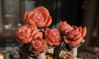 多肉暴晒后怎么处理（多肉晒伤以后怎么处理?）