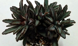 黑兔耳多肉怎么养(多肉黑兔耳怎么繁殖)