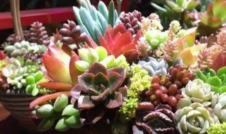 多肉葡萄怎么做 甜啦啦多肉葡萄怎么做