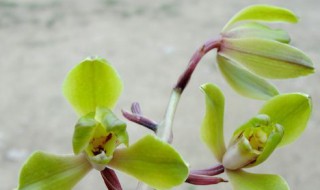 大别山兰花怎么养护（大别山兰草花怎么养）