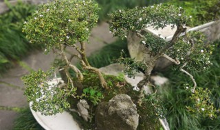 六月雪怎么养护（六月雪怎么养护和管理方法）