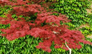 红枫怎么养护(红枫叶怎么养护)