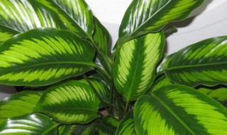 中华万年青怎么养护（请问万年青怎么养护）