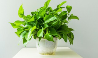 绿萝怎么养才茂盛 绿萝怎样养才茂盛