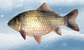 鲫鱼怎么保存（鲫鱼怎么保存新鲜）