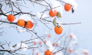 柿子怎么晒干吃（柿子晒干怎么吃法）