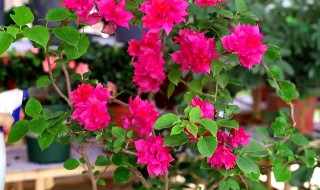 三角梅怎么养护（三角梅怎么养才能更旺盛）