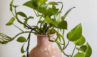 蟹爪兰开花后怎么修剪（蟹爪兰开花后怎么修剪让它再次开花视频）