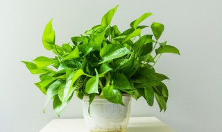 绿萝不长藤是怎么回事 绿萝不长藤是什么原因