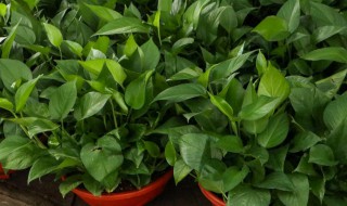 绿萝黄叶是怎么回事（绿萝黄叶是怎么回事怎么办）