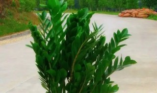 金钱树烂根了怎么办 金钱树根部烂了怎么办