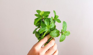 薄荷叶怎么吃最好（薄荷叶怎么吃最好吃）