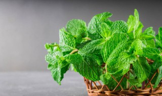 薄荷怎么泡水 薄荷怎么泡水好喝