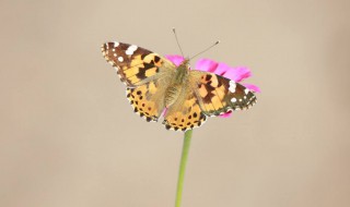 家里好多蛾子怎么办 家里好多蛾子怎么回事