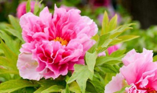 牡丹苗怎么种（牡丹苗怎么栽）