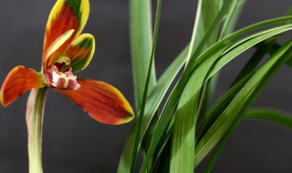 兰花冬季可以换盆重栽吗（兰花冬天怎么换盆）