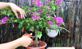 三角梅怎样施肥才会经常开花（三角梅怎么施肥才开花）