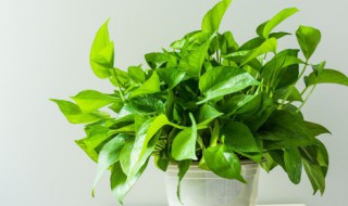 绿萝移盆后打蔫了怎么办（绿萝换盆后蔫了会死吗）