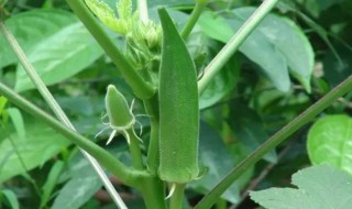 秋葵在什么时候施肥（秋葵要施什么肥）