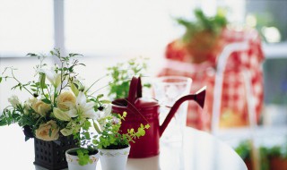 冬季在家可以养长寿花吗 冬天养长寿花