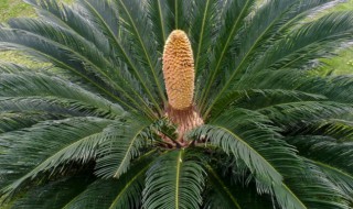 铁树什么时候施肥最好 铁树什么时候上肥料