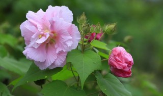 四季芙蓉花换盆后花打蔫怎么办（芙蓉花换盆后花都蔫了）