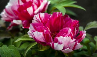 牡丹吊兰什么时候开花 牡丹吊兰几月开花