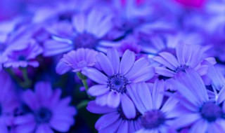 瓜叶菊叶子蔫了怎么办 瓜叶菊的叶片萎蔫