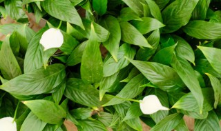 白掌换完盆叶子开始发黄怎么办 白掌换完盆叶子开始发黄怎么办呢