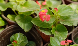 四季海棠正开花时间能否换盆（四季海棠花什么时候换盆）