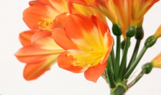 冬季怎么给君子兰浇水（冬季怎样给君子兰浇水）