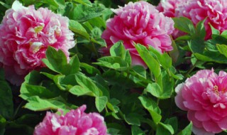 牡丹花什么时候开几点 牡丹是什么时候开的花几点